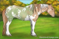 Horse Color:White Spotted Gold Champagne Tobiano 