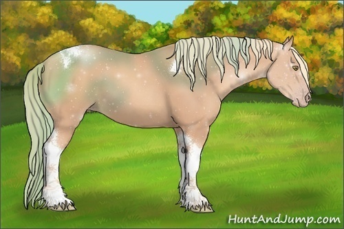 Horse Color:Gold Champagne Tobiano 