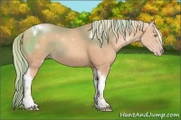 Horse Color:Gold Champagne Tobiano