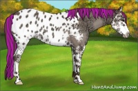 Horse Color:Painted Classic Champagne Ice Splash Appaloosa 
