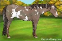 Horse Color:White Spotted Classic Champagne 