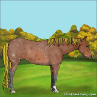 Horse Color:Painted Bay 