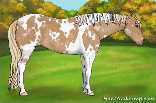 Horse Color:White Spotted Chestnut Tobiano Rabicano 