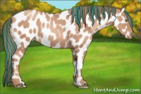 Horse Color:Painted Gold Champagne Appaloosa 