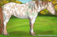 Horse Color:White Spotted Silver Classic Champagne Dun Tobiano  and Gold Champagne Dun Appaloosa 