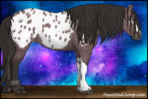 Horse Color:Liver Red Dun Appaloosa 