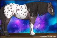 Horse Color:Liver Red Dun Appaloosa 