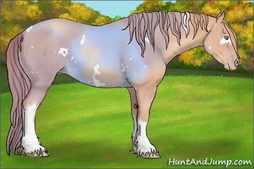 Horse Color:White Spotted Gold Champagne Tobiano 