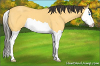 Horse Color:Buckskin Splash 