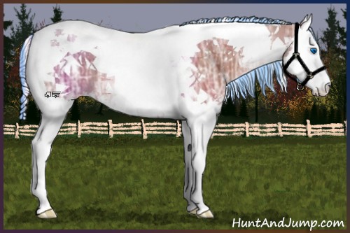 Horse Color:Painted Silver Bay Ice Roan Splash Tobiano Appaloosa 