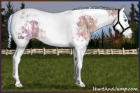 Horse Color:Painted Silver Bay Ice Roan Splash Tobiano Appaloosa 