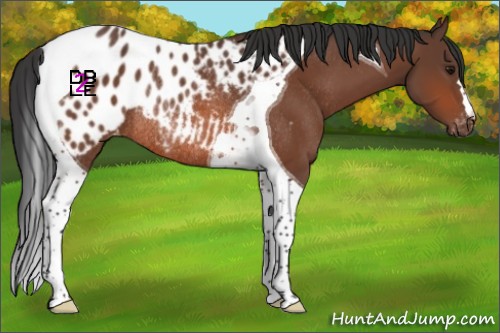 Horse Color:Bay Tobiano Blanket Rabicano