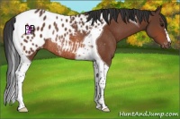 Horse Color:Bay Tobiano Blanket Rabicano 
