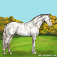 Horse Color:Chocolate Silver Smoky Black Ice Pearl Appaloosa 