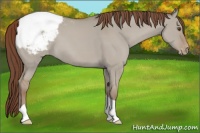 Horse Color:Classic Champagne Dun Tobiano Appaloosa