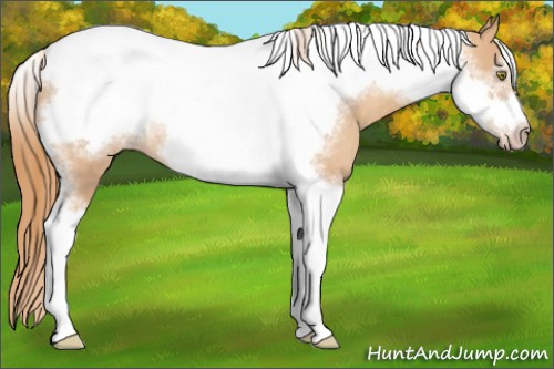 Horse Color:Gold Champagne Tobiano Frame Rabicano