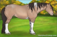 Horse Color:Amber Champagne Tobiano 