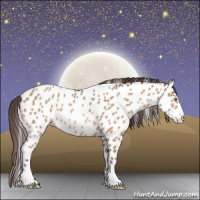 Horse Color:Amber Champagne Sabino Near Leopard 
