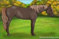 Horse Color:Liver Red Roan Rabicano