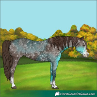 Horse Color:Liver Chestnut Sabino Rabicano 