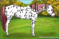 Horse Color:Painted White Spotted Liver Chestnut Appaloosa Rabicano 