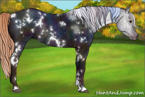 Horse Color:White Spotted Midnight Chestnut Rabicano