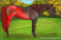 Horse Color:Liver Chestnut Rabicano 