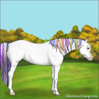 Horse Color:Painted White Spotted Liver Red Dun Frame Appaloosa Rabicano 