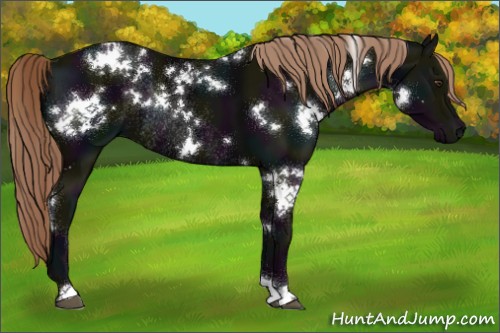 Horse Color:White Spotted Midnight Liver Chestnut Rabicano 