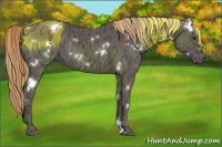 Horse Color:White Spotted Liver Chestnut Ice Sabino Rabicano