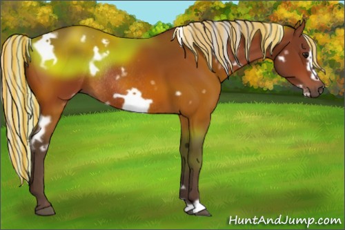 Horse Color:Painted White Spotted Silver Bay Frame Rabicano 