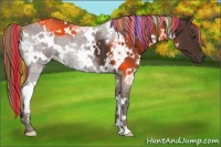 Horse Color:Painted White Spotted Liver Chestnut 