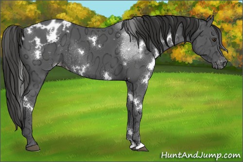 Horse Color:White Spotted Liver Chestnut Ice Sabino Appaloosa Rabicano 