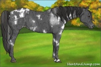 Horse Color:White Spotted Liver Chestnut Ice Sabino Appaloosa Rabicano 