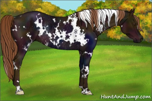 Horse Color:White Spotted Midnight Chestnut Rabicano