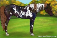 Horse Color:White Spotted Midnight Chestnut Rabicano