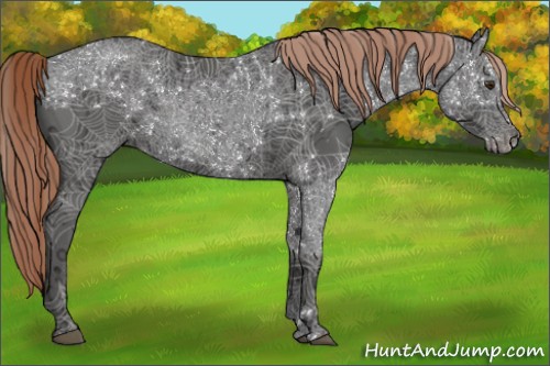 Horse Color:Liver Chestnut Ice Sabino Rabicano