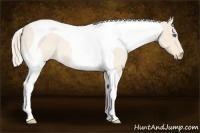 Horse Color:Perlino Roan Tobiano Frame Rabicano