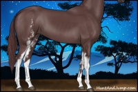 Horse Color:White Spotted Chocolate Black