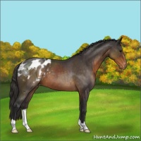 Horse Color:Buckskin Roan Appaloosa 