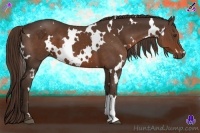 Horse Color:White Spotted Liver Chestnut 