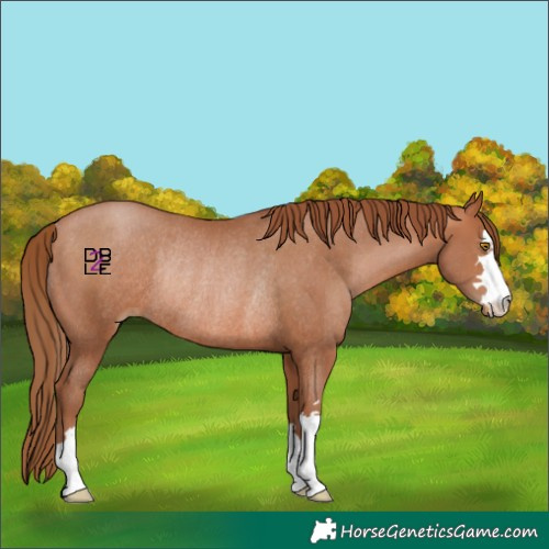 Horse Color:Brown Pearl Rabicano