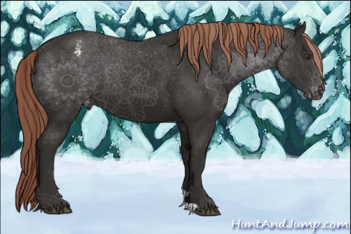 Horse Color:Liver Chestnut Appaloosa 