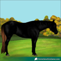 Horse Color:Void White Spotted Bay Roan Dun Splash Appaloosa 