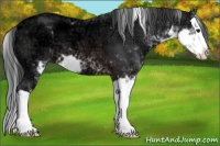 Horse Color:Brown Ice Sabino Splash 