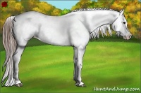 Horse Color:Grullo Roan Blanket