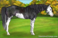 Horse Color:Black Ice Splash 
