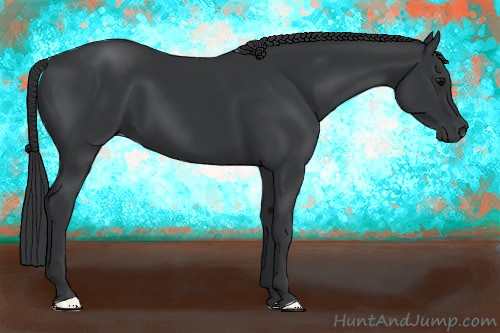 Horse Color:Black 