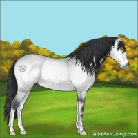 Horse Color:Bay Chinchilla Roan Onyx 