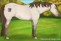 Horse Color:Sable Champagne Dun Varnish 